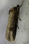 Axylia putris
