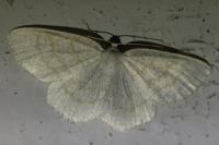 Cabera exanthemata
