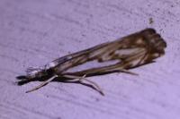 Catoptria falsella