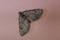Chloroclystis v-ata