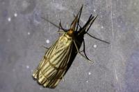 Chrysocrambus linetella
