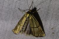 Chrysocrambus linetella