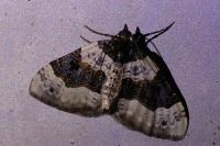 Cosmorhoe ocellata