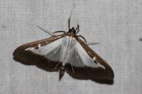 Cydalima perspectalis