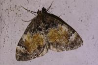 Dysstroma truncata