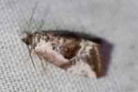 Elaphria venustula