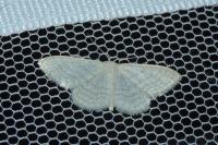 Idaea subsericeata