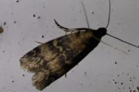 Euzophera pinguis
