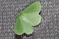 Geometra papilionaria