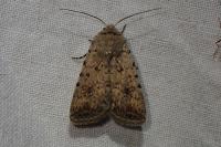 Caradrina clavipalpis