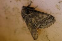 Gluphisia crenata
