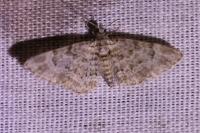 Gymnoscelis rufifasciata