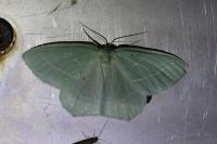 Hemistola chrysoprasaria
