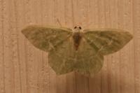 Hemithea aestivaria