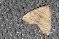 Herminia tarsicrinalis