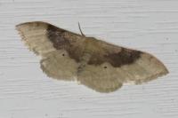 Idaea degeneraria