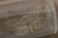 Idaea seriata
