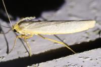 Manulea complana