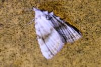 Meganola albula