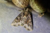 Oligia strigilis/versicolor