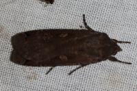 Noctua pronuba