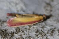 Oncocera semirubella