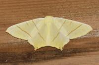 Ourapteryx sambucaria