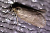 Pachycnemia hippocastanaria hippocastanaria