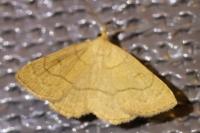 Paracolax tristalis
