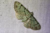 Pasiphila rectangulata