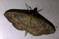 Patania ruralis