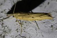 Pediasia contaminella