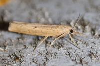 Pediasia contaminella