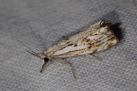 Catoptria falsella