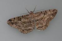 Peribatodes rhomboidaria rhomboidaria