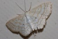 Scopula immutata