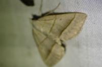 Scotopteryx luridata/mucronata