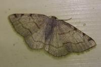 Stegania trimaculata