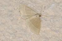 Trisateles emortualis