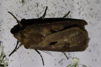 Agrotis