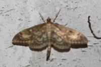 Anania lancealis
