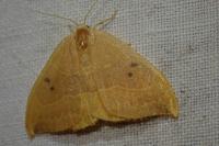 Watsonalla binaria