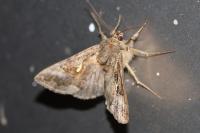 Autographa gamma
