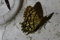 Chiasmia clathrata