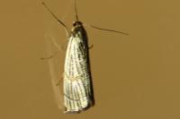 Chrysocrambus linetella