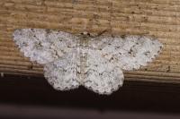 Ectropis crepuscularia