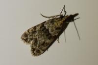 Eudonia mercurella