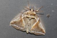 Habrosyne pyritoides