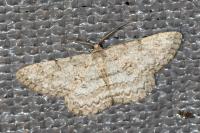 Hypomecis punctinalis