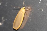Katha depressa